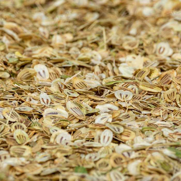 گلپر درشت(100 گرم)