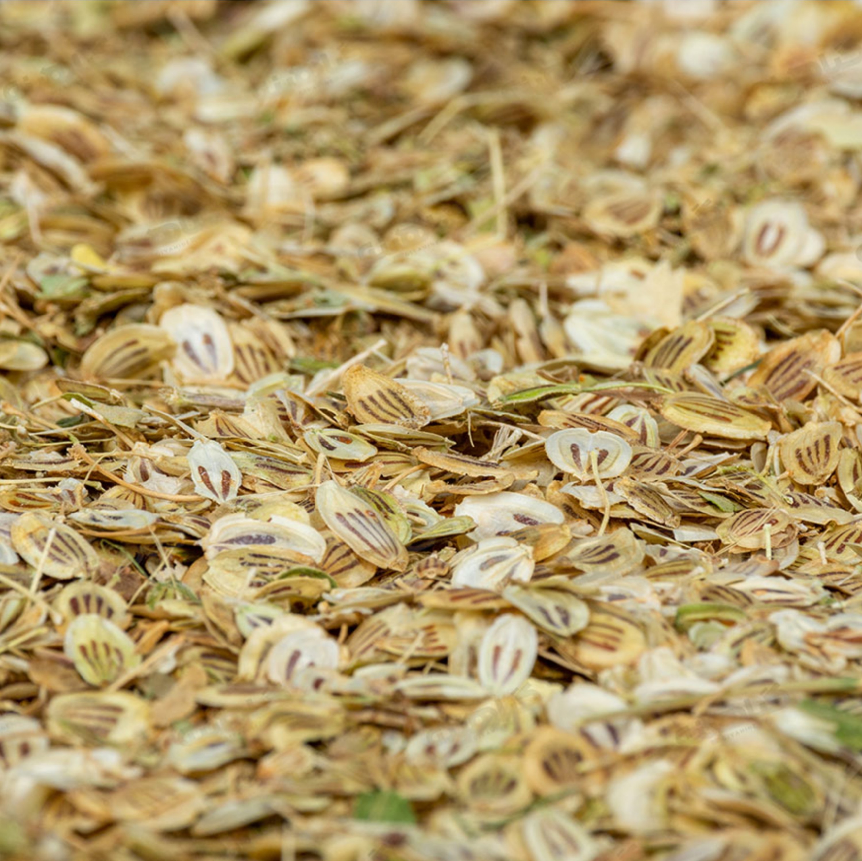 گلپر درشت(100 گرم)