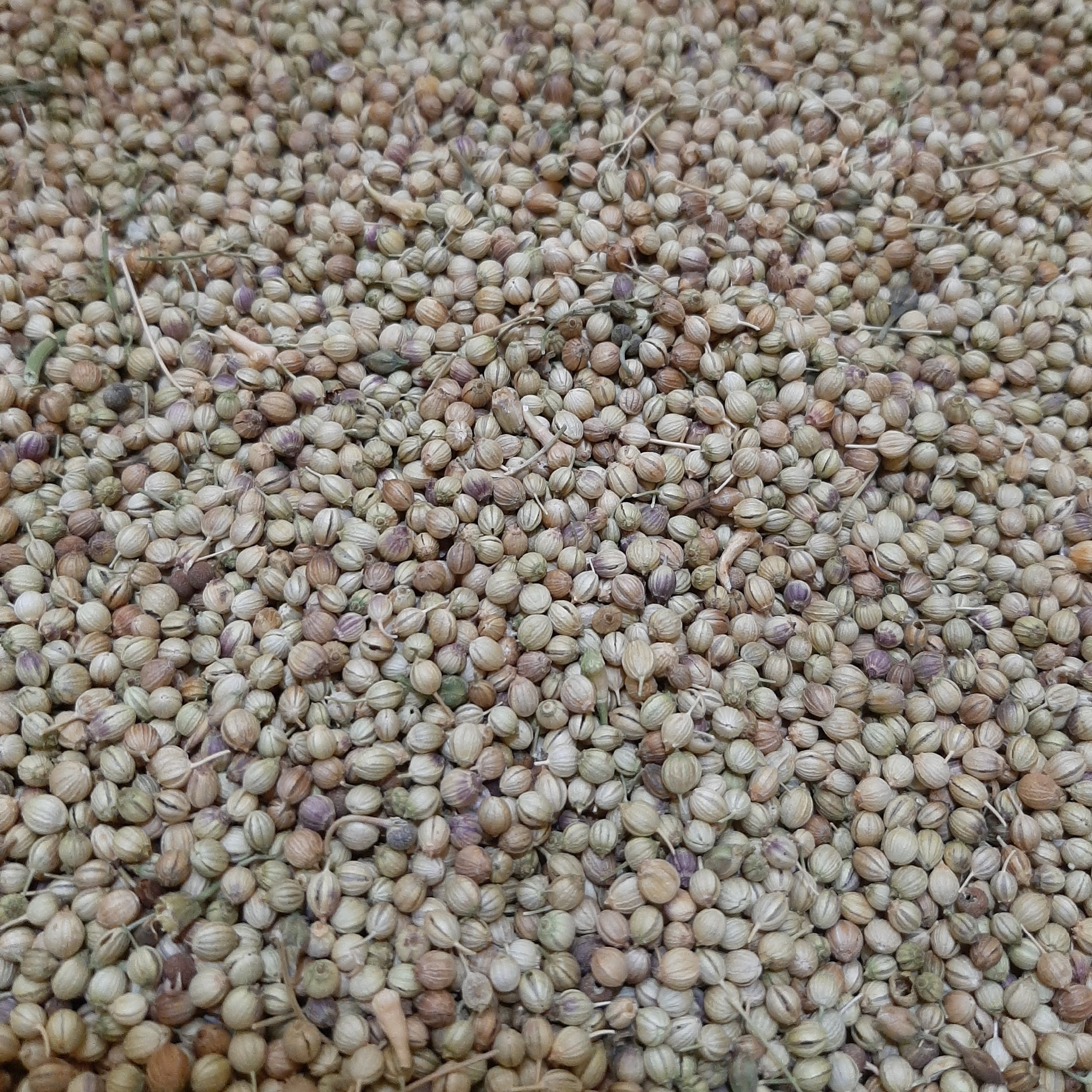 تخم گشنیز  (کزبره) 8 کیلویی (پس کرایه)