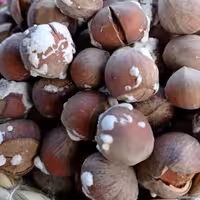 فندق بوداده نمکی محصول باغات اشکورات گیلان  1403