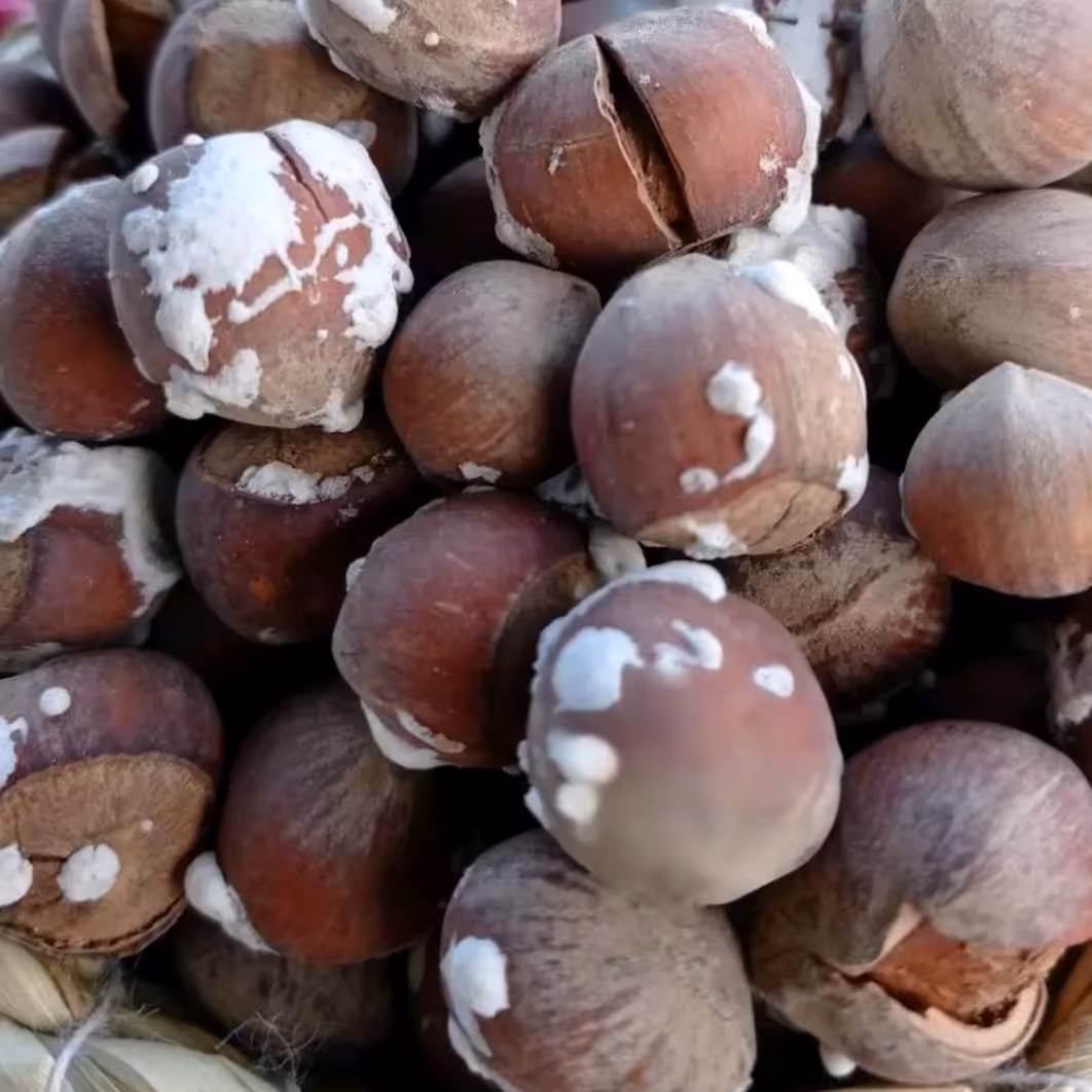 فندق بوداده نمکی محصول باغات اشکورات گیلان  1403