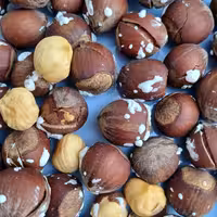 فندق ،برشته تازه،وروز،500 گرم محصول زمین های سیاهکل و دیلمان