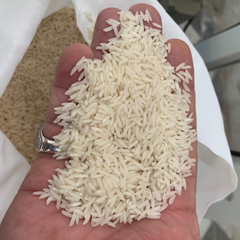 برنج طارم محلی فریدونکنار