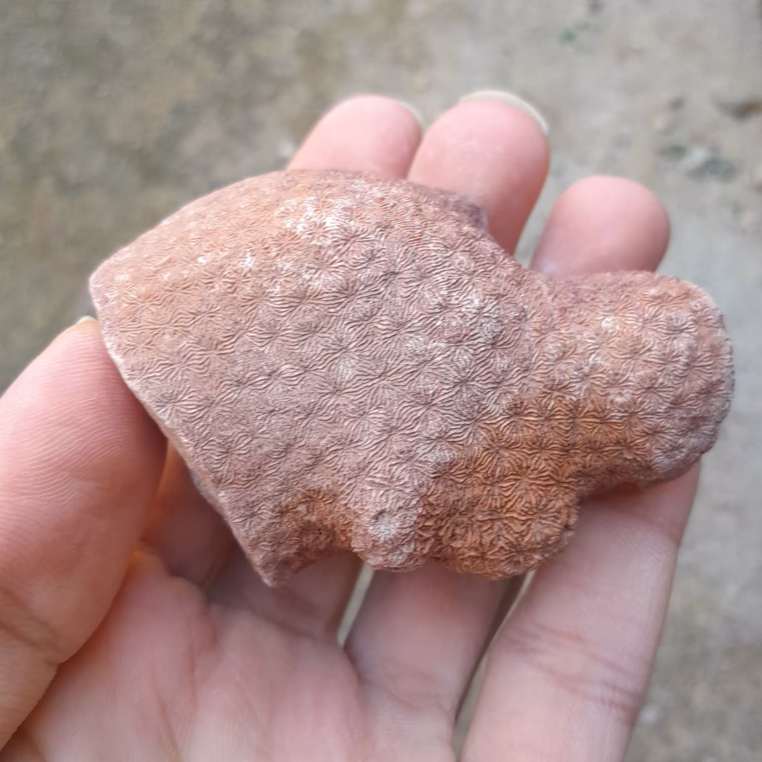 فسیل مرجان کد 12