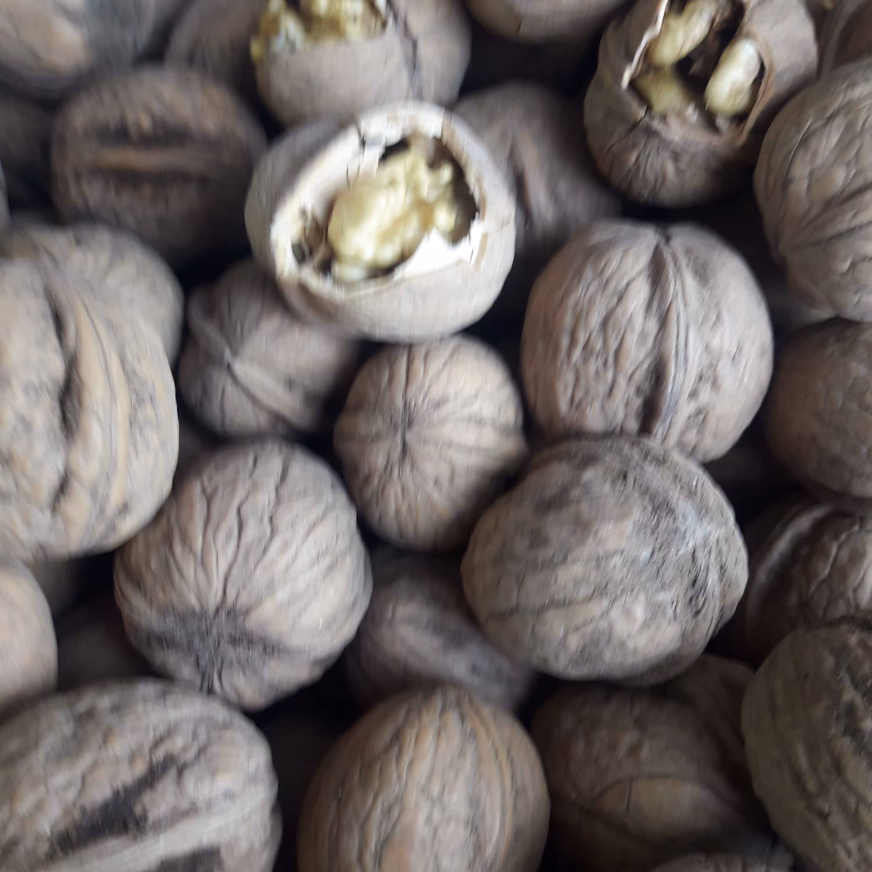 گردوی تویسرکان پوست کاغذی آجیلای کتابگاه