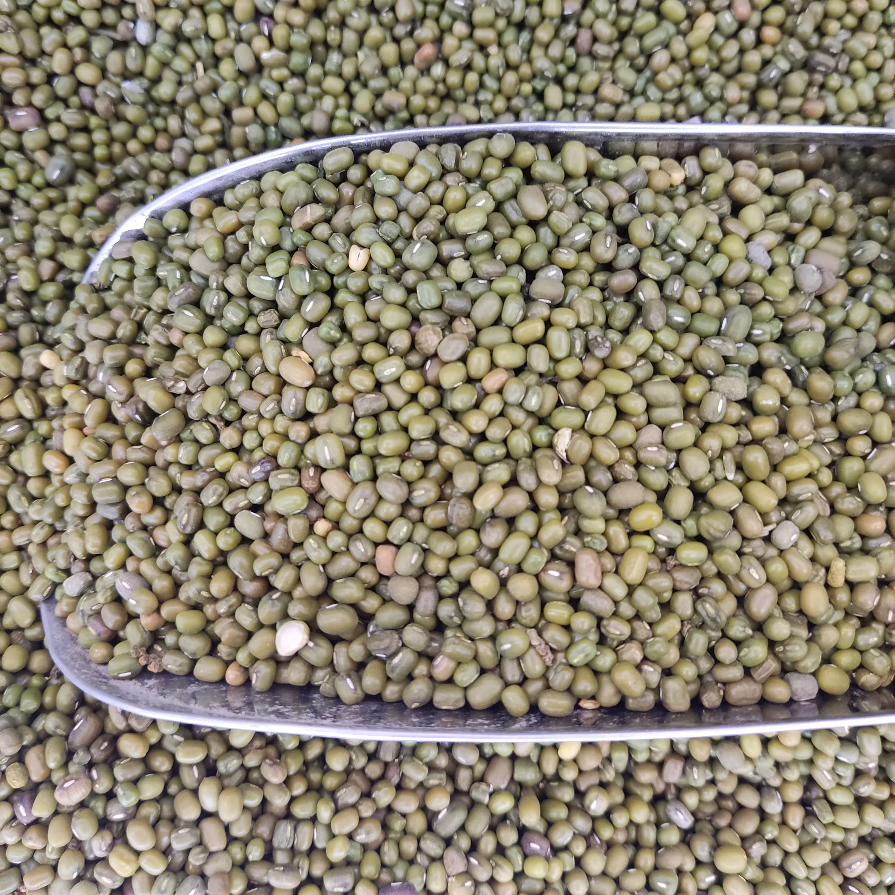 ماش اعلا و زودپز یک کیلویی