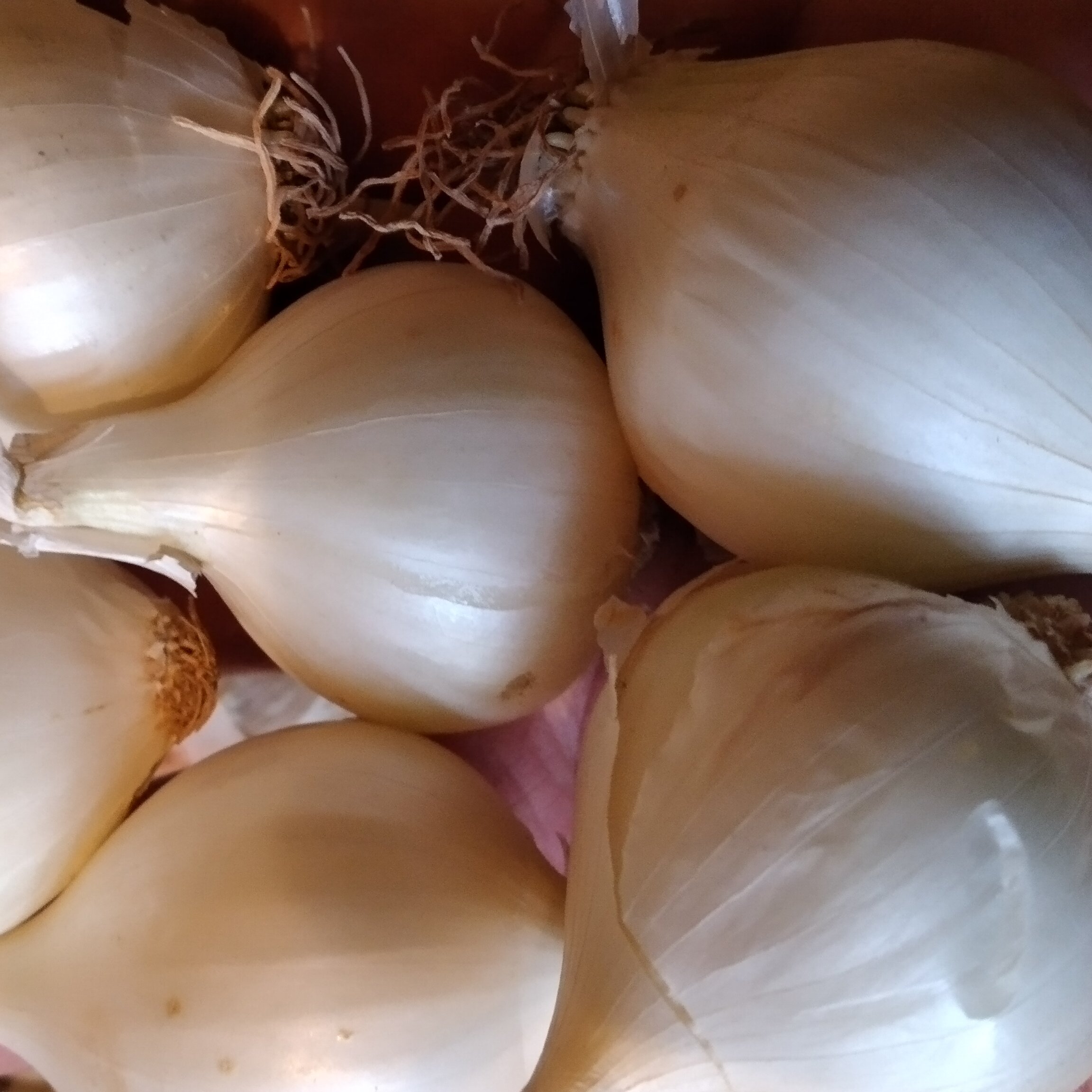 پک 3کیلویی پیاز سفید ریز(عالی برای ترشی و سالادها)