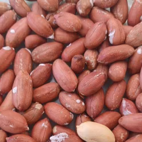 بادام زمینی درشت و بو داده آذرشهر ارسال رایگان