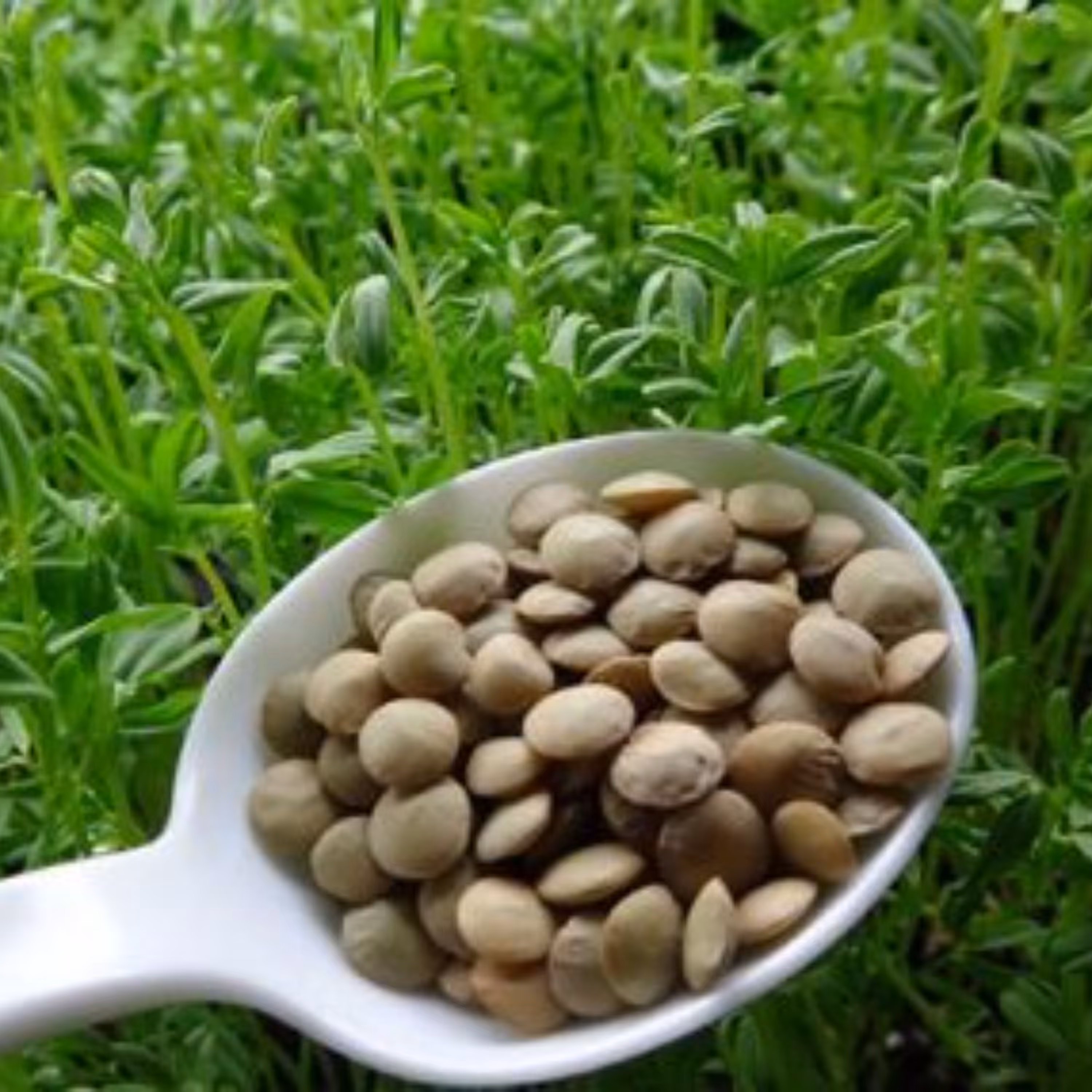 بذر عدس ارگانیک اصیل ایرانی درشت بسته 30 عددی