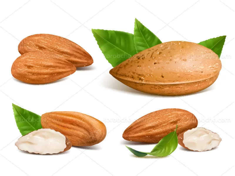 وکتور بادام و برگ | گرافیک با طعم تربچه