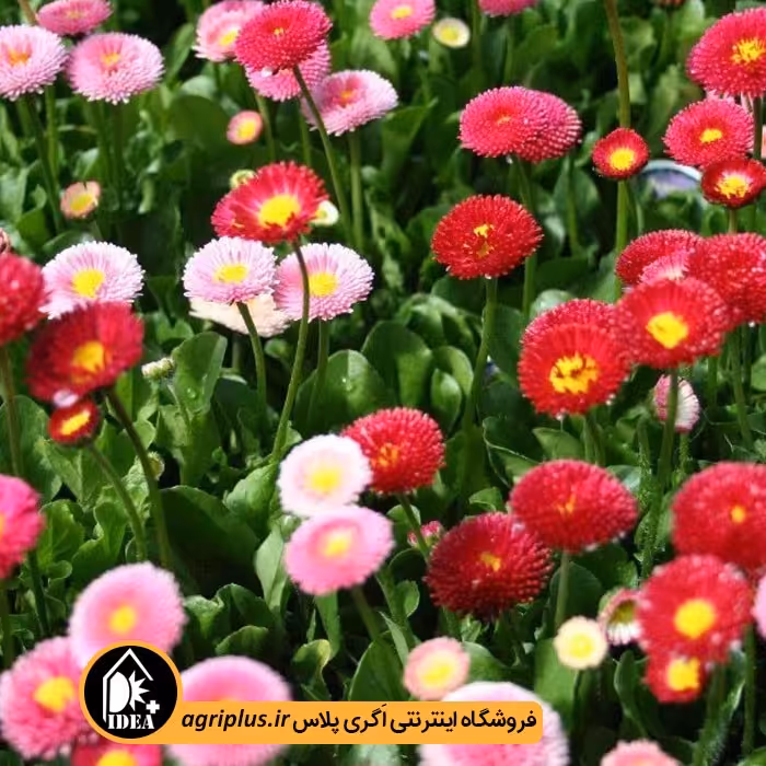 بذر گل مینا چمنی