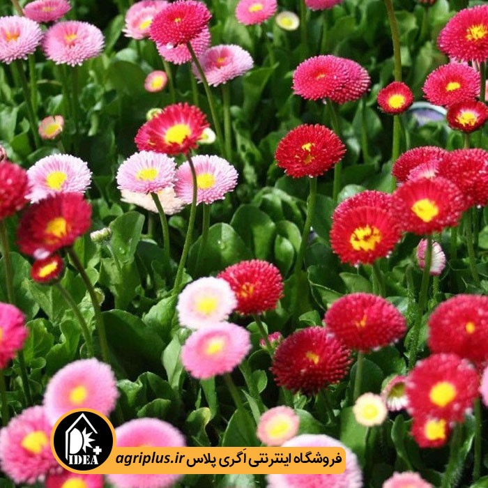 بذر گل مینا چمنی