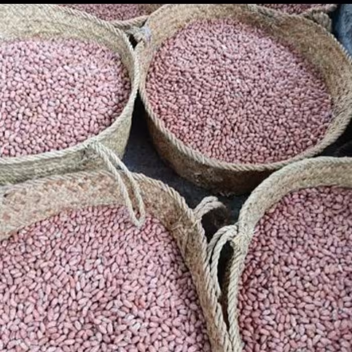 بادام زمینی آستانه اشرفیه درجه یک بسیار خوشمزه 1000گرمی 