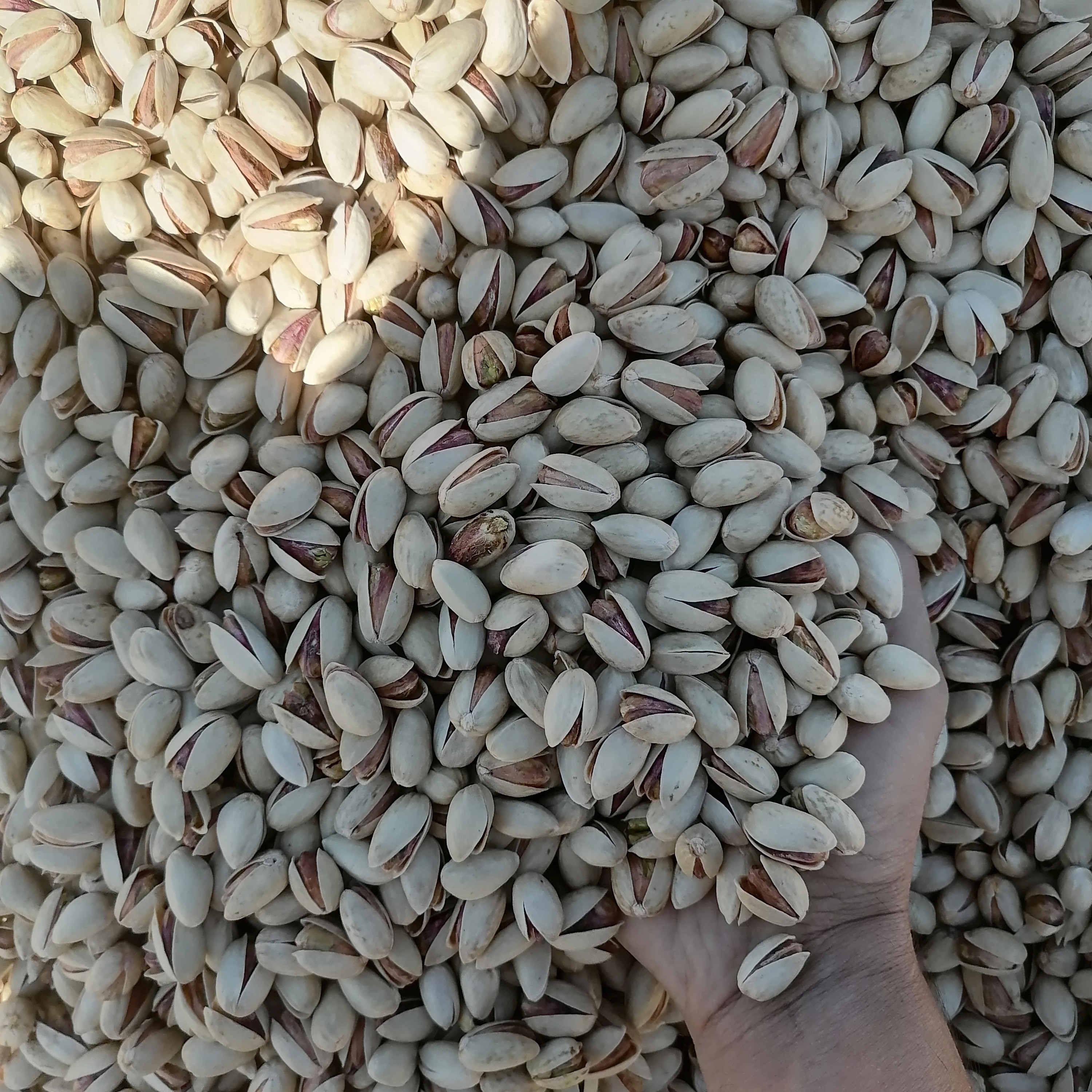 پسته بادامی