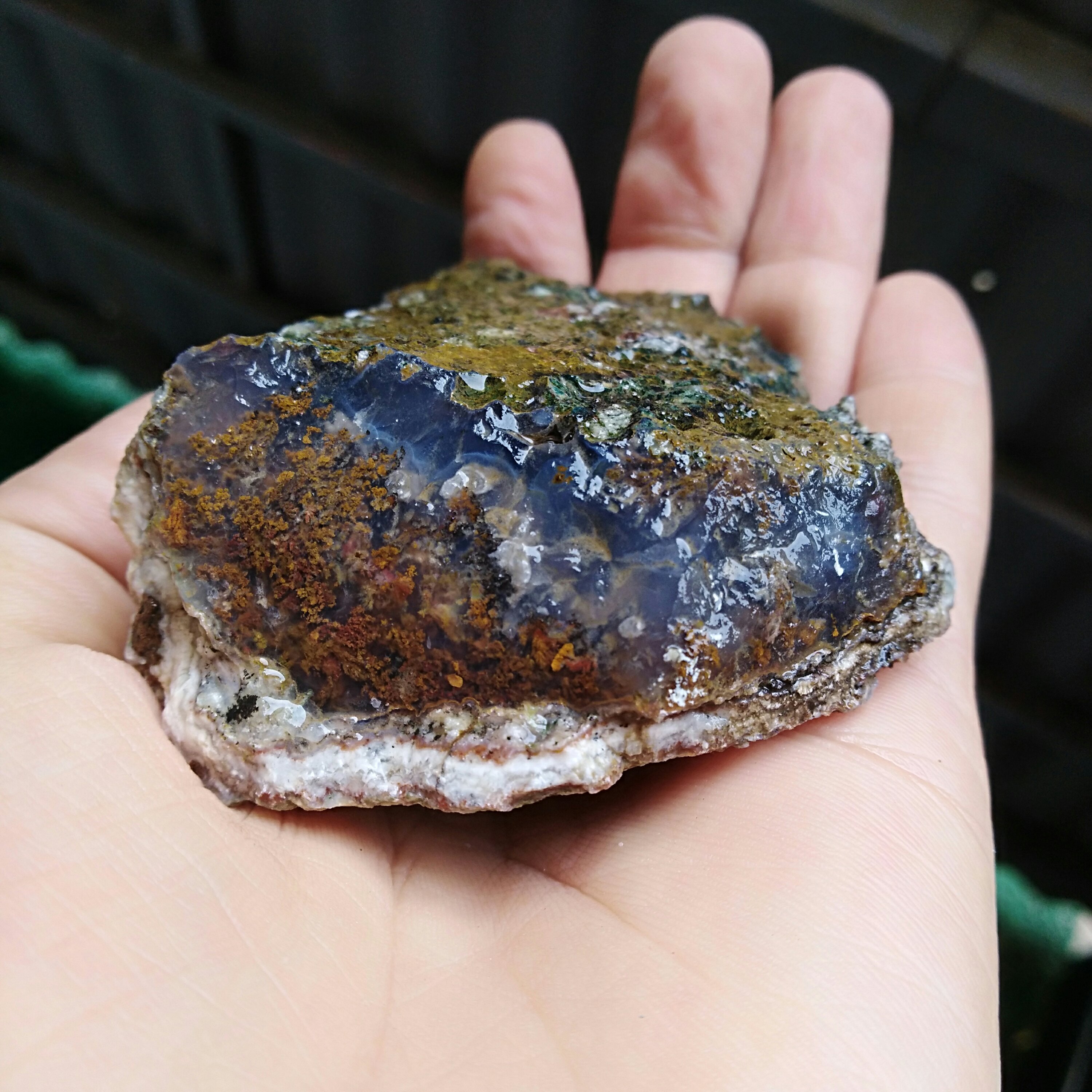 راف شجر دریایی 7رنگ بی نظیر کاملا طبیعی