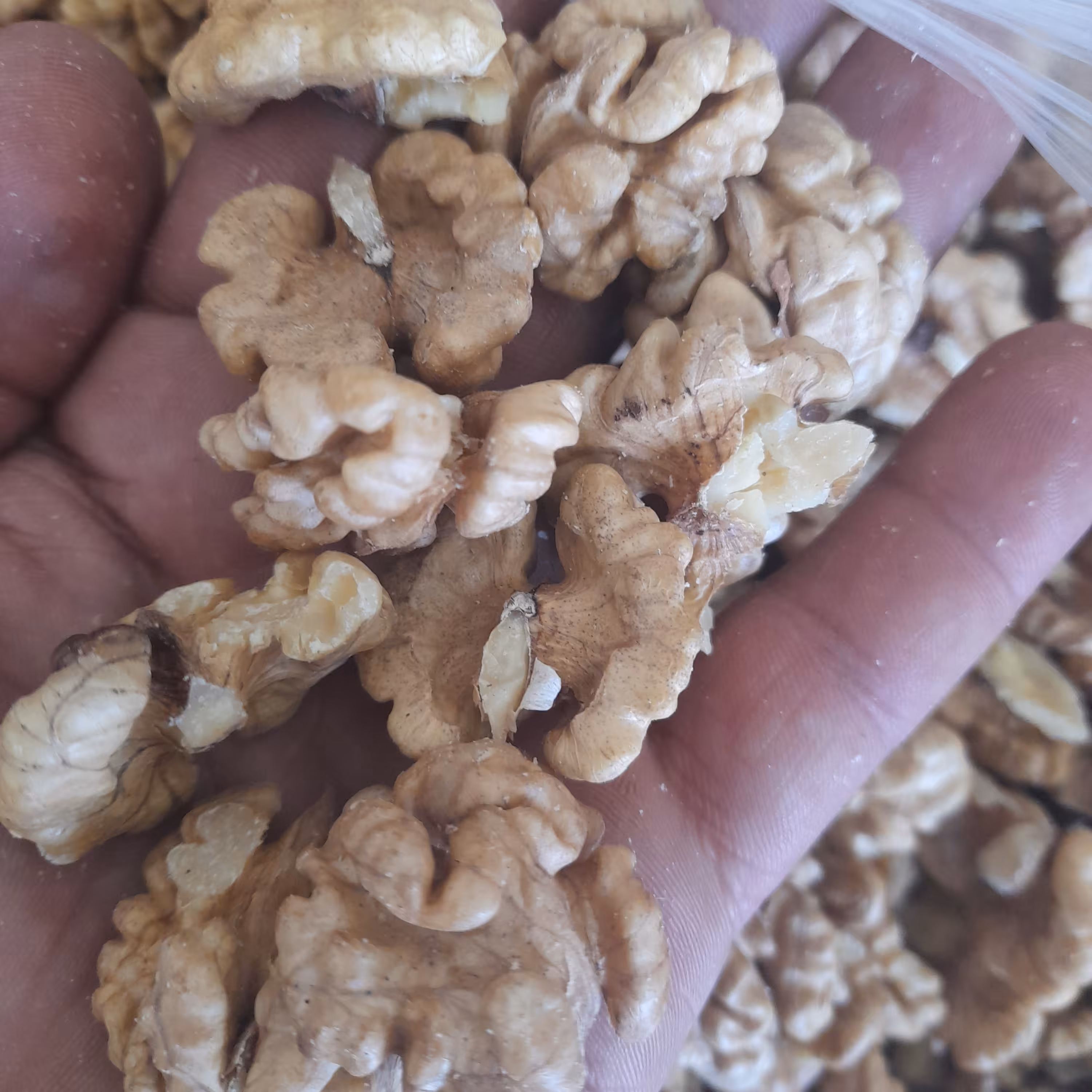 مغزگردو درجه یک اورامانات با مزه ی عالی و چربی بالا