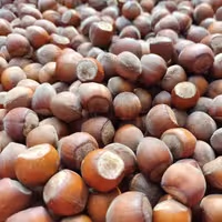 فندق خام با پوست اشکور ، تولید شهریور 1403، ( 10 کیلوگرم)