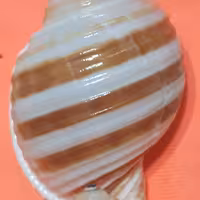 حلزون راه راه بزرگ