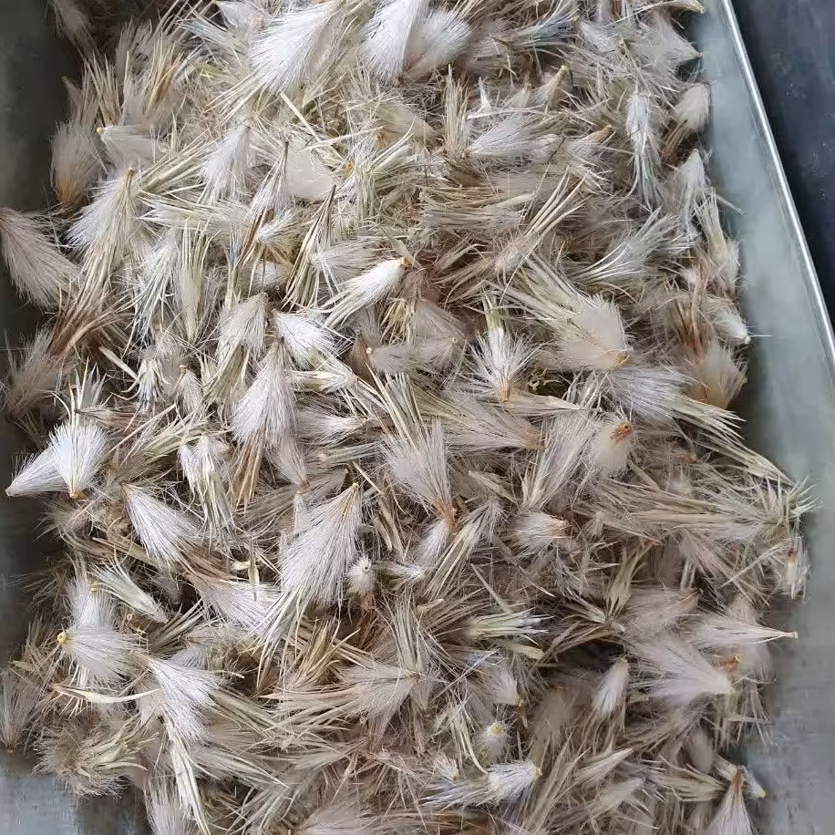 گل قاصدک خشک 50 گرم