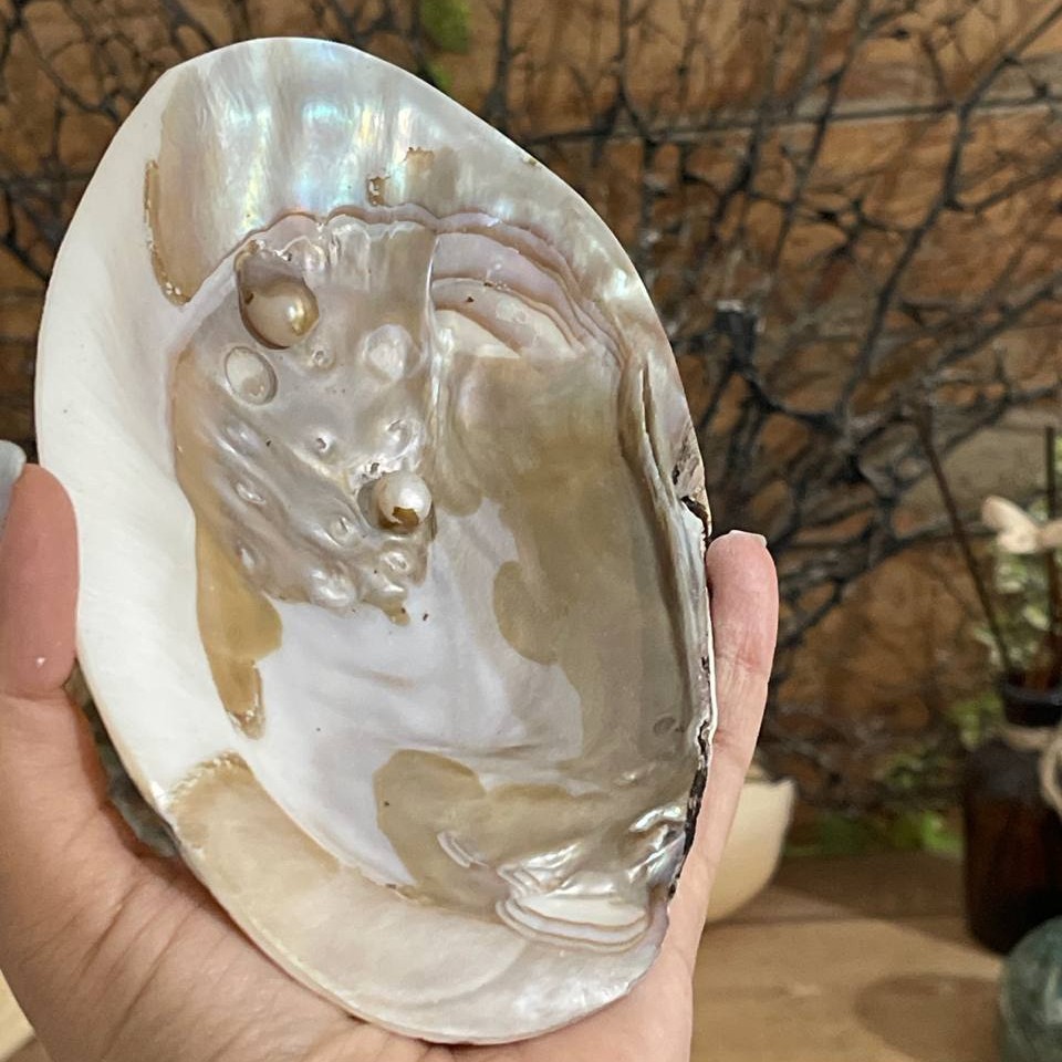 صدف مادر یا صدف مروارید ساز طبیعی مناسب رزین و هفت سین و اسماج