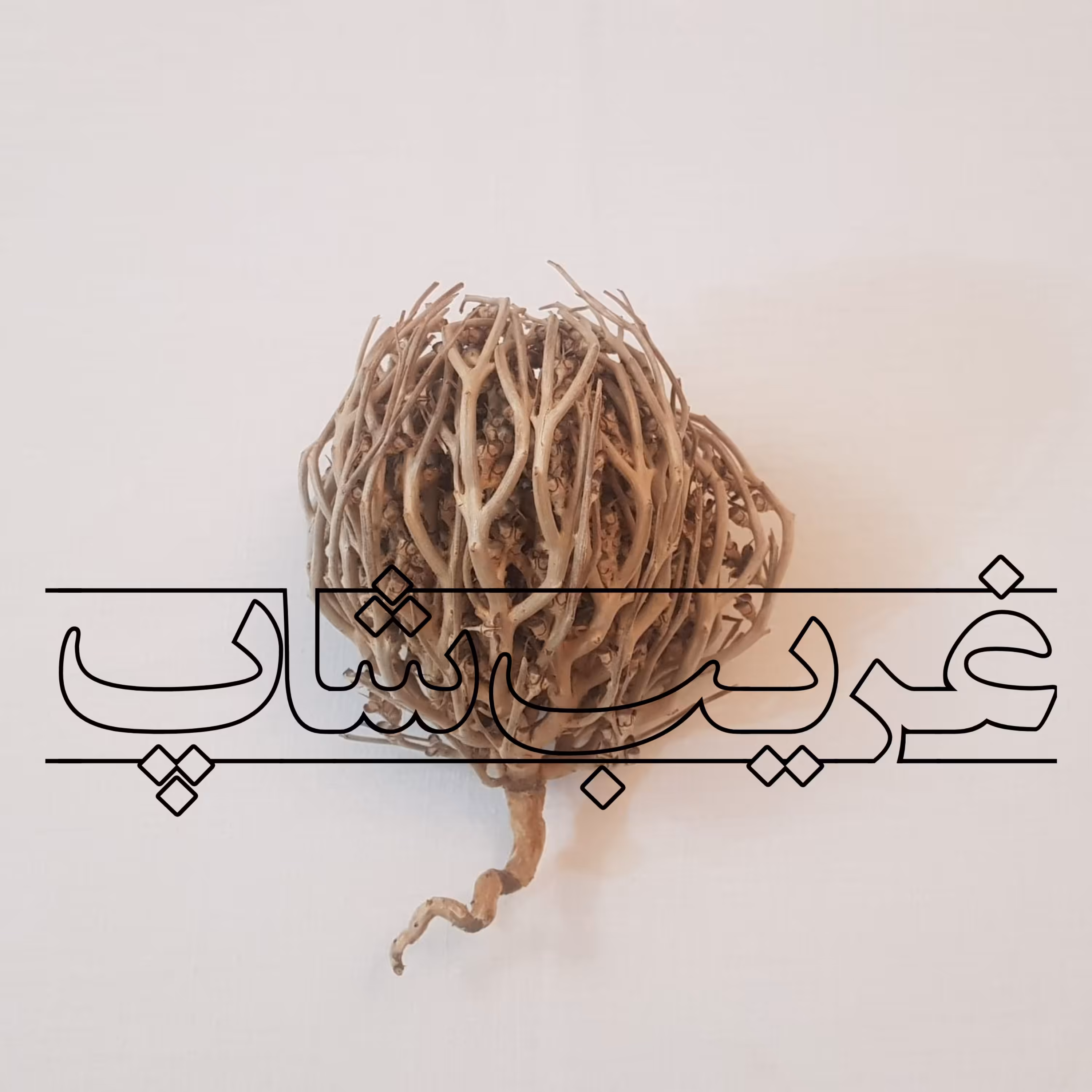 پنجه مریم (سیکلامن یا نگون سار)