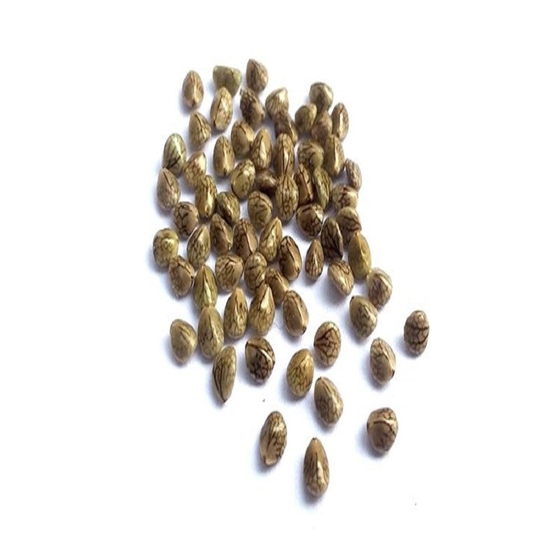 بذر مرو خوراکی و کاشتنی (کنوچه) 100 گرمی 