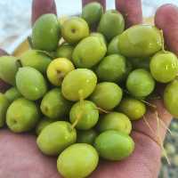 زیتون بی هسته 