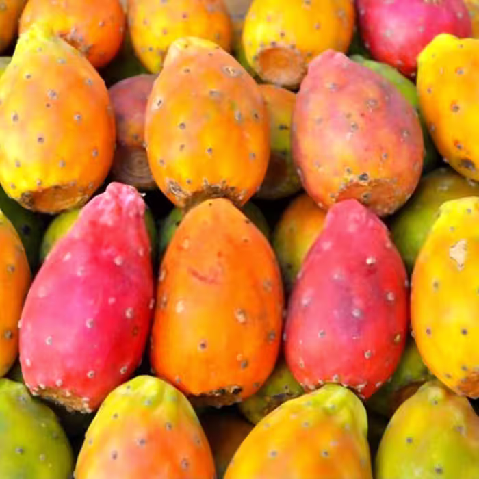 بذر کاکتوس اپونتیا میوه دار (گلابی خاردار) میکس