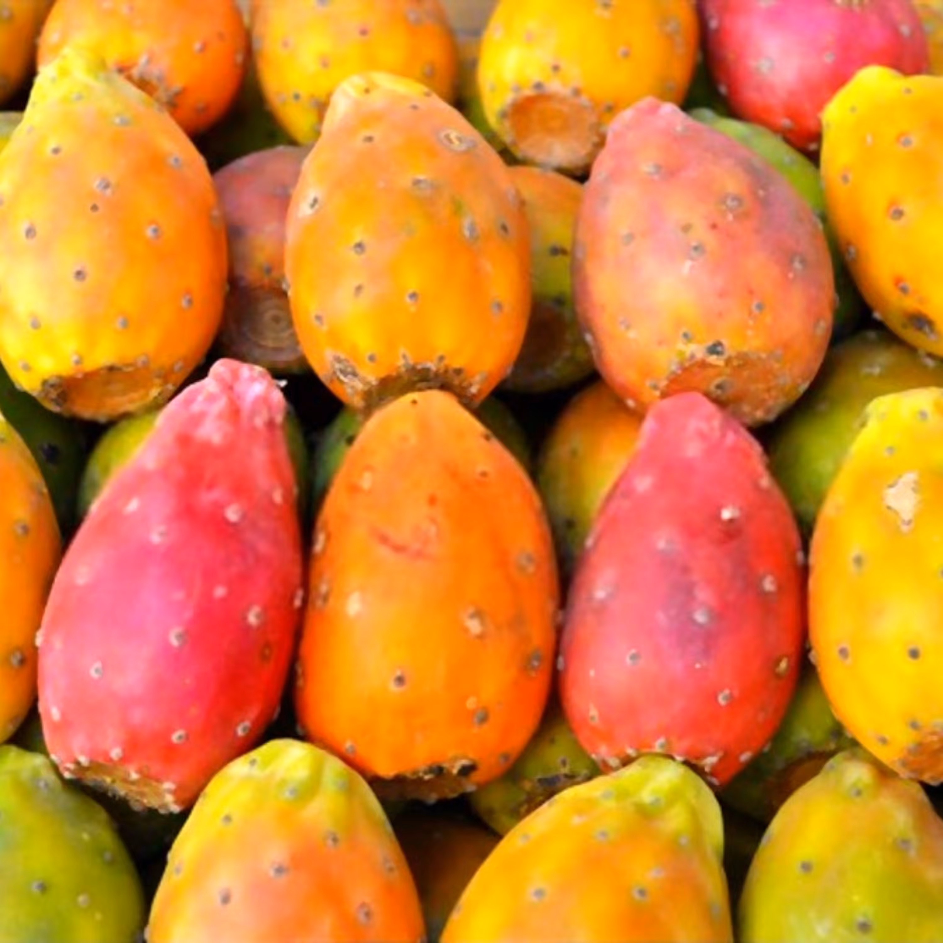 بذر کاکتوس اپونتیا میوه دار (گلابی خاردار) میکس