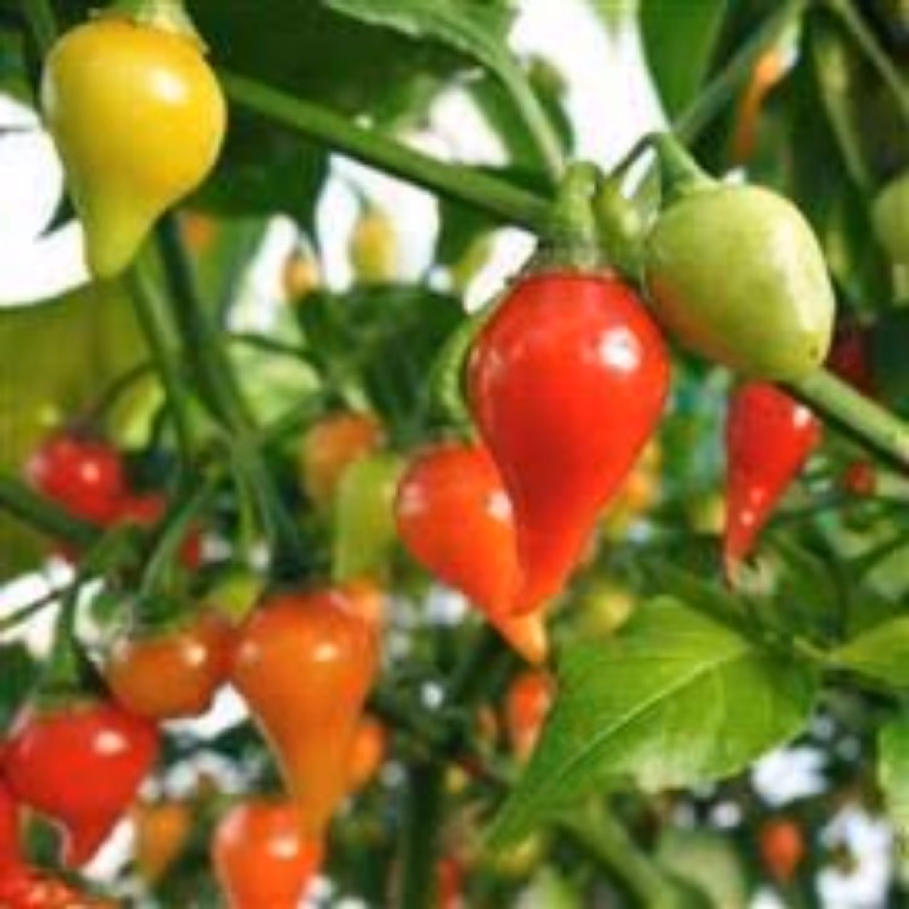 بذر فلفل بیکیونهو قرمز 10عددی