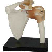 مدل مفصل شانه اندازه طبیعی