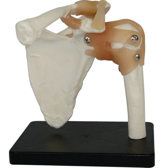 مدل مفصل شانه اندازه طبیعی