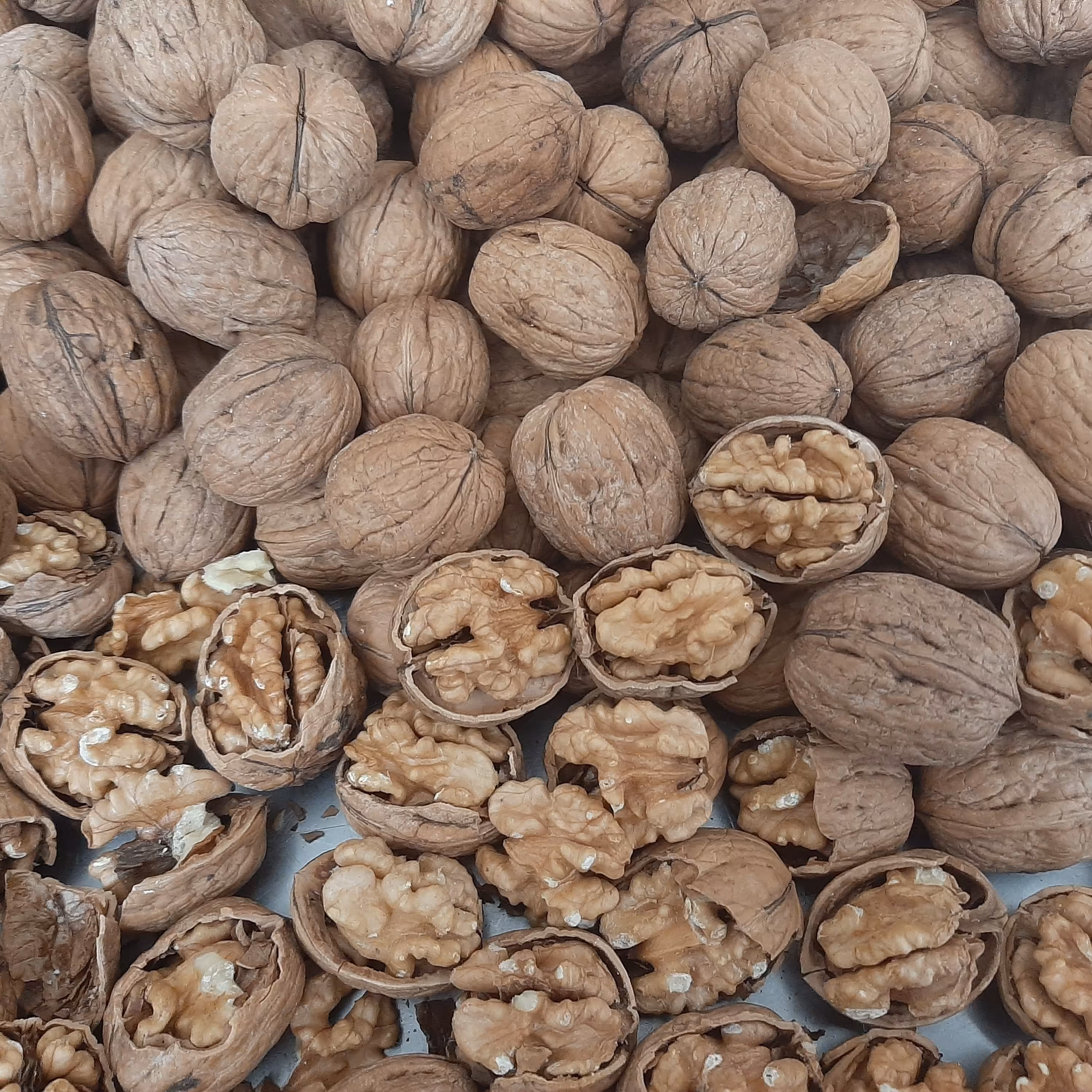 گردو ممتاز پوست کاغذی  مغز توپر و سالم 1800 گرمی(ارسال رایگان)