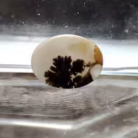 شجر قائن طبیعی و معدنی کد 520