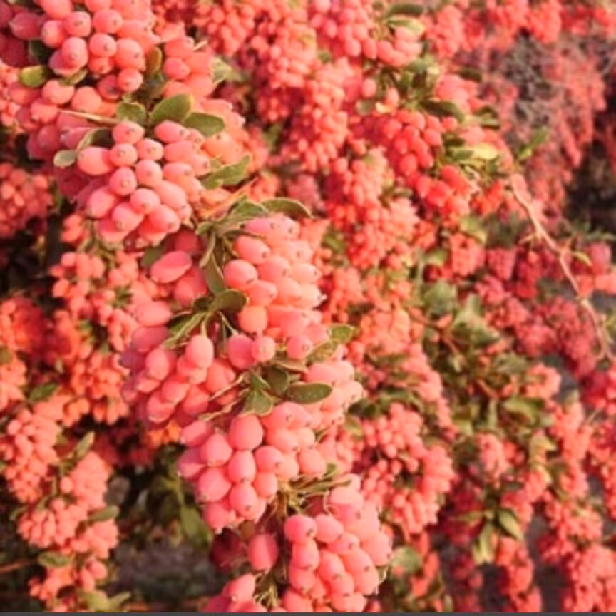 زرشک دانه اناری