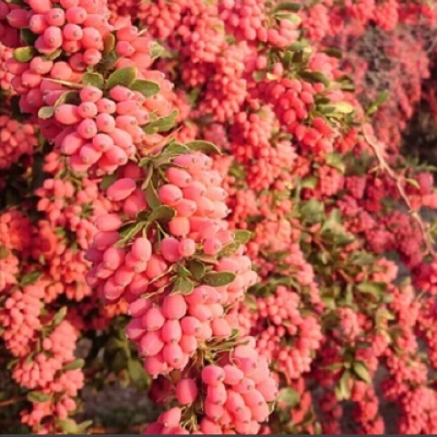 زرشک دانه اناری