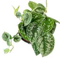 کود تقویتی مخصوص پتوس ساتین ظرافت