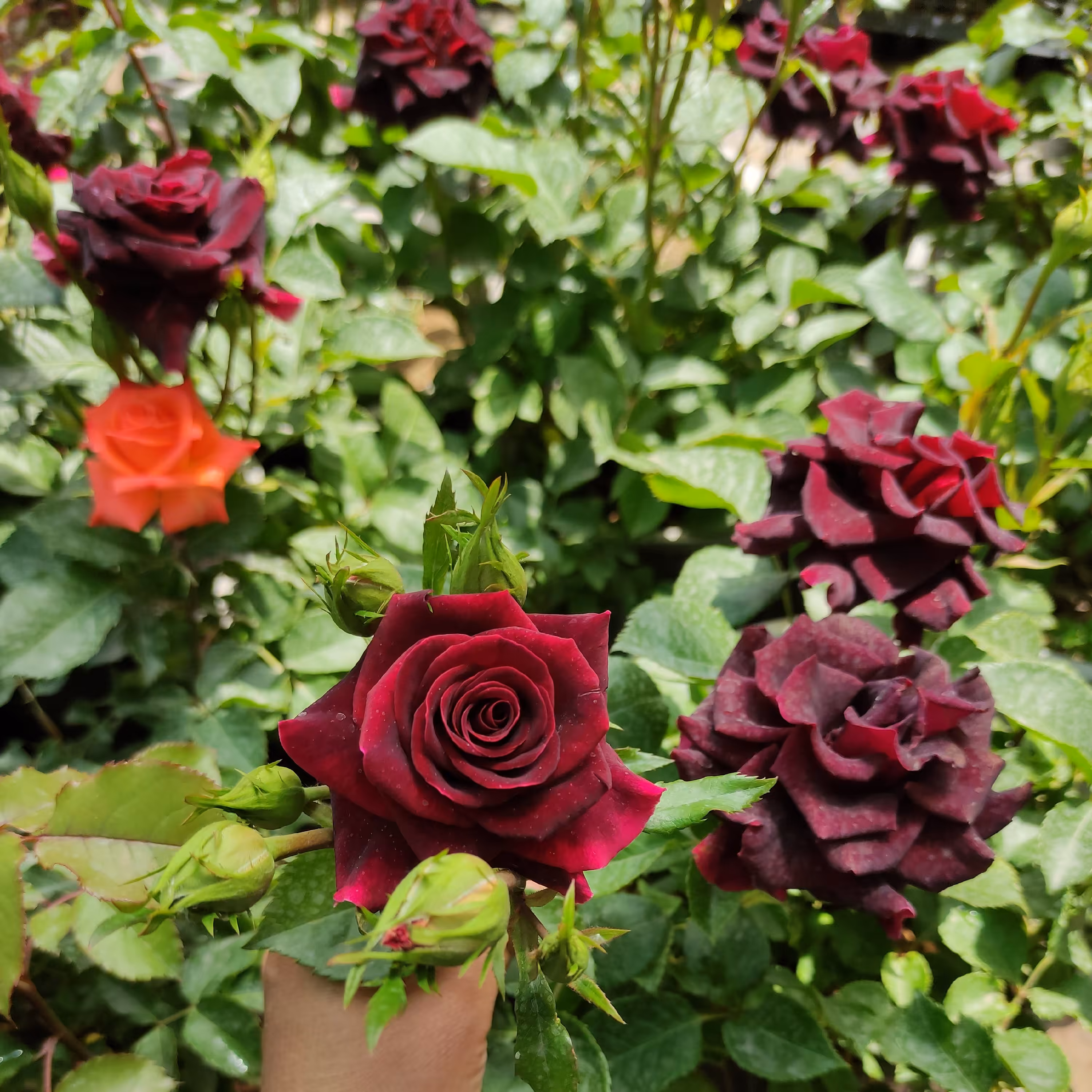 گل رز هلندی پا کوتاه گیاه گلدار باغچه ای با گل‌های درشت و معطر