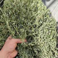 یونجه خرگوش