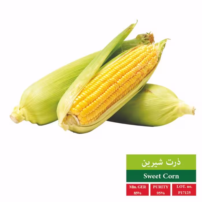 بذر ذرت شیرین بذر طلایی رویان