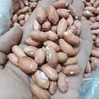 بادام زمینی سایز درشت ممتاز  برشته  و تازه  1000 گرم