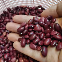 لوبیا قرمز ارگانیک امساله، پاک شده ( 1500 گرمی)