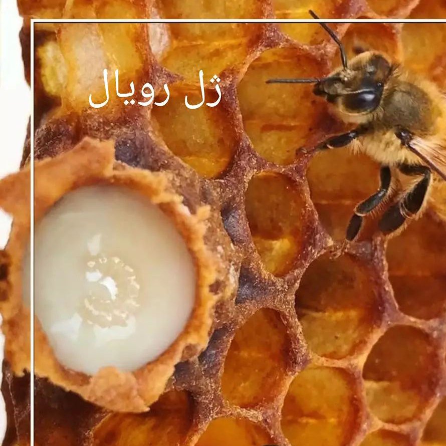 ژل رویال خالص