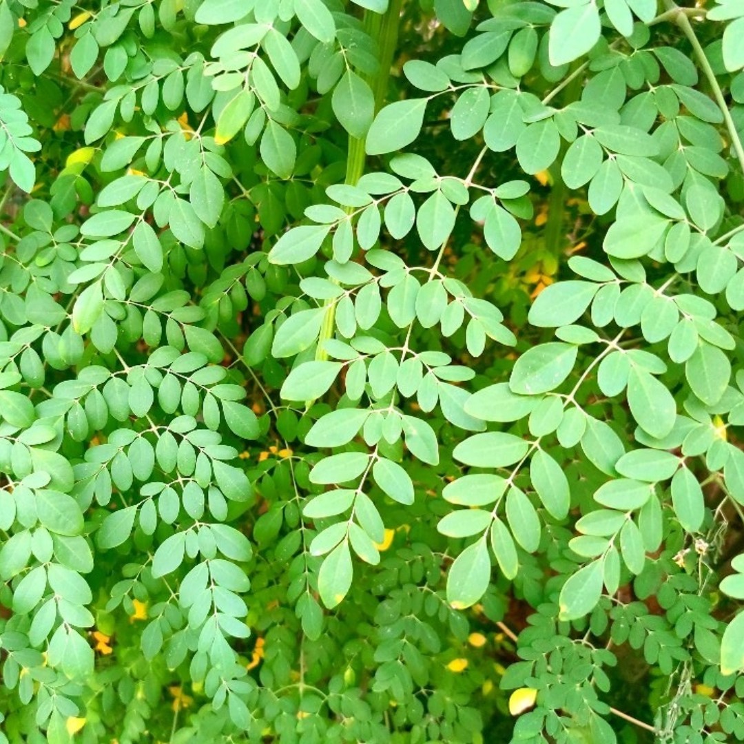 برگ ارگانیک درجه یک مورینگا اولیفرا بسته 100 گرمی