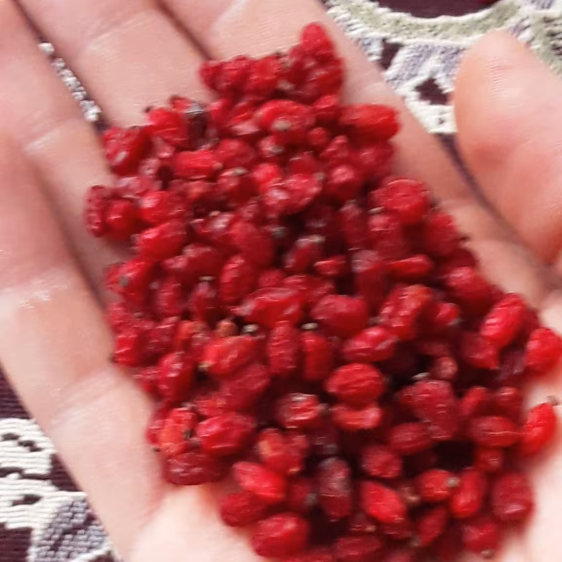 زرشک پفکی قائنات خراسان