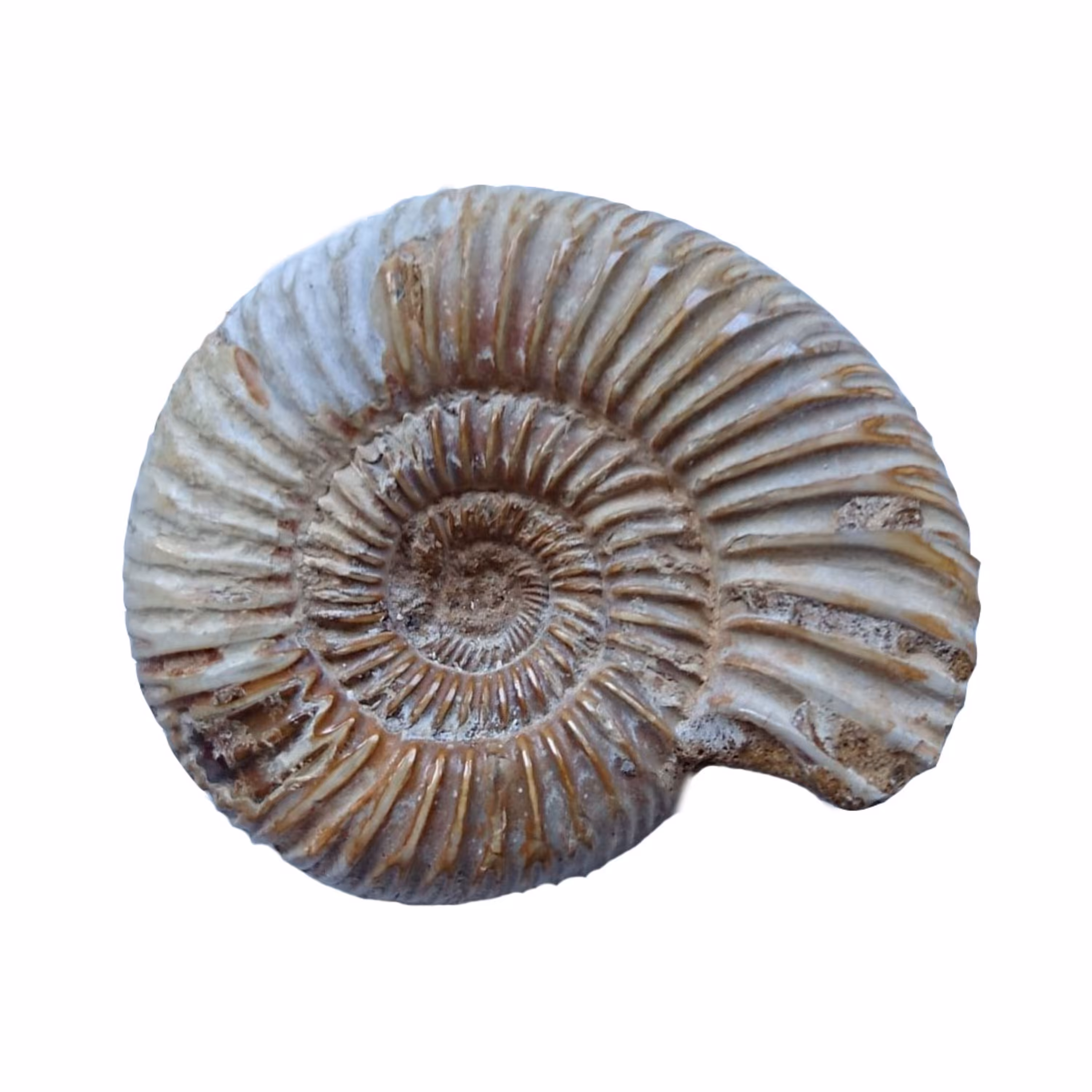 فسیل آمونیت ماداگاسکار طبیعی (Perisphinctes Ammonit) (به سن 165 میلیون سال) (1)