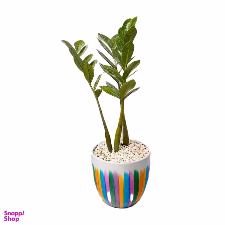 گلدان طبیعی زاموفیلیا سایز متوسط