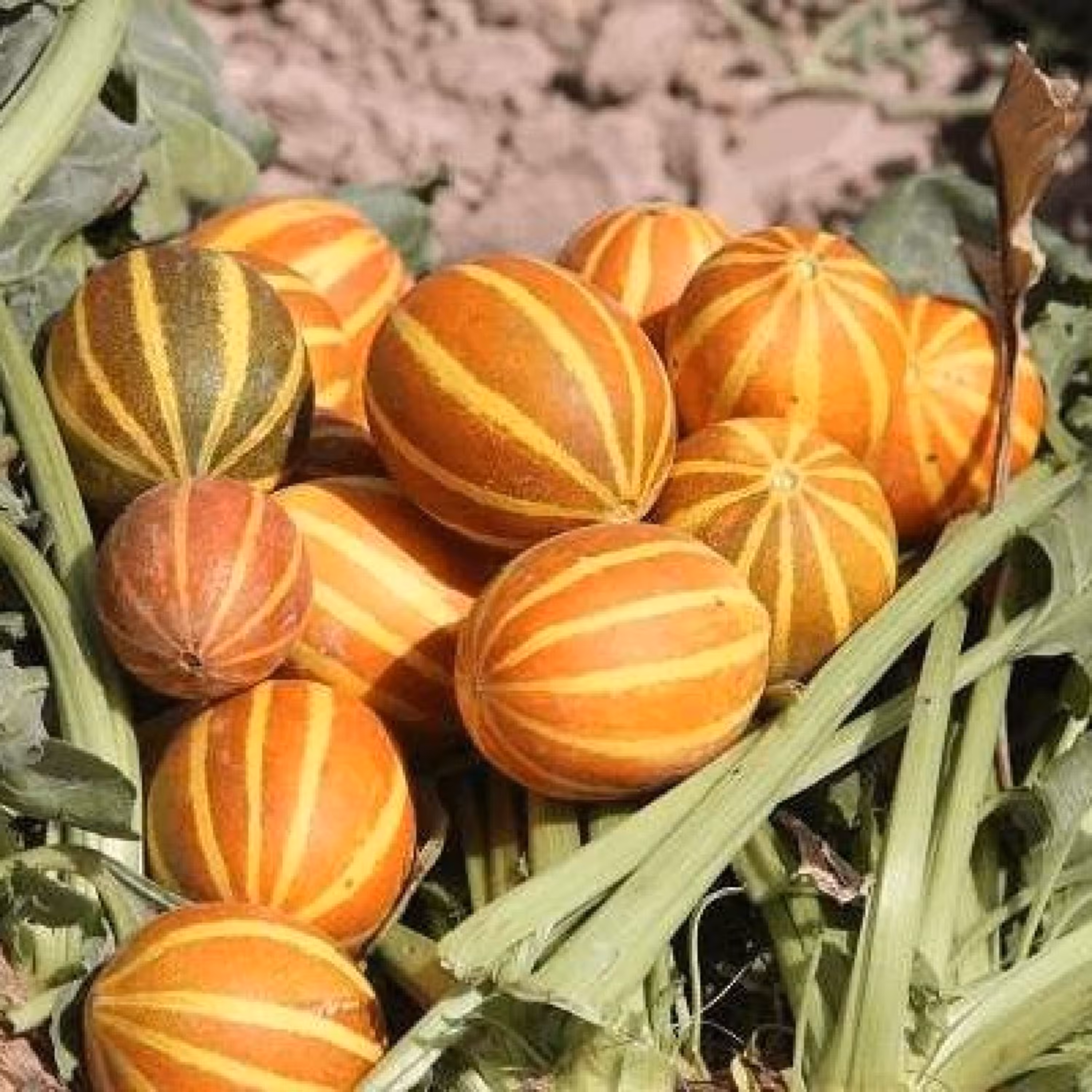 بذر خربزه شمام