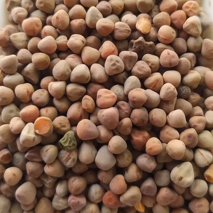 گاودانه گاو دانه 100 گرمی