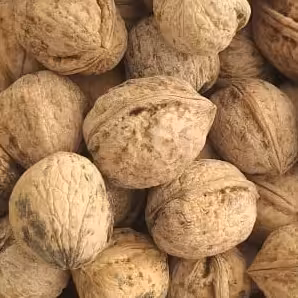 گردوی کردستان